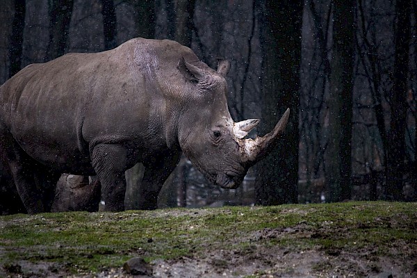 The Top Gray Rhino Risks of 2018